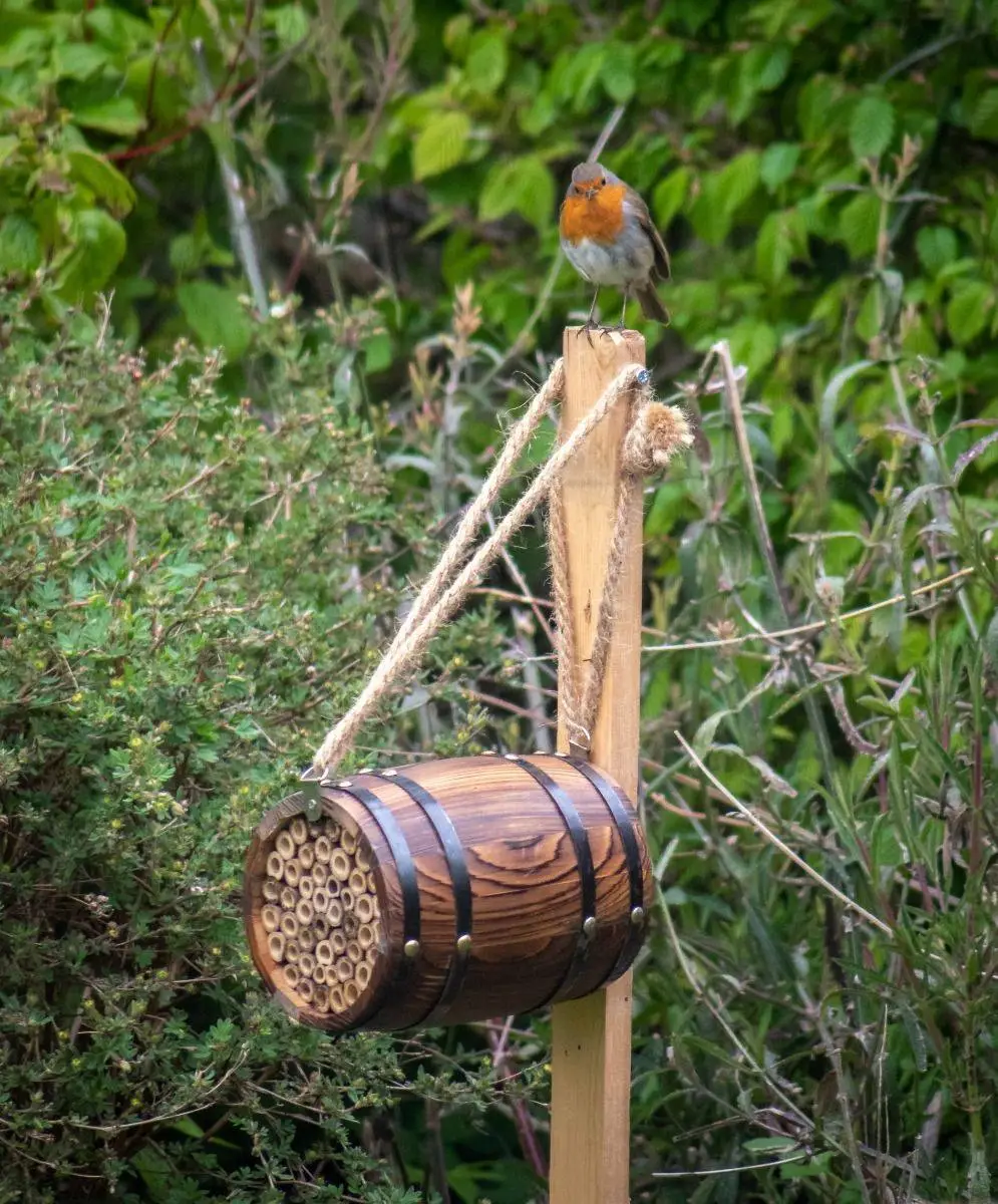 Bee Barrel 4 Bee Barrel - Image 2