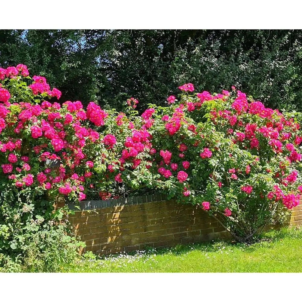 3 Tray Deluxe Tiger Rainbow Wormery Dark Cobalt Blue 5 3 Tray Deluxe Tiger Rainbow Wormery Dark Cobalt Blue - Image 3