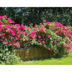 3 Tray Standard Tiger Wormery Green 10 3 Tray Standard Tiger Wormery Green -CHARA Garden Shop flas 2 5 jpg