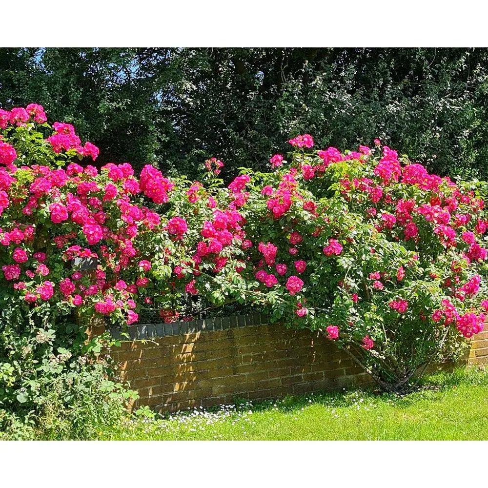 3 Tray Standard Tiger Wormery Green 6 3 Tray Standard Tiger Wormery Green - Image 4