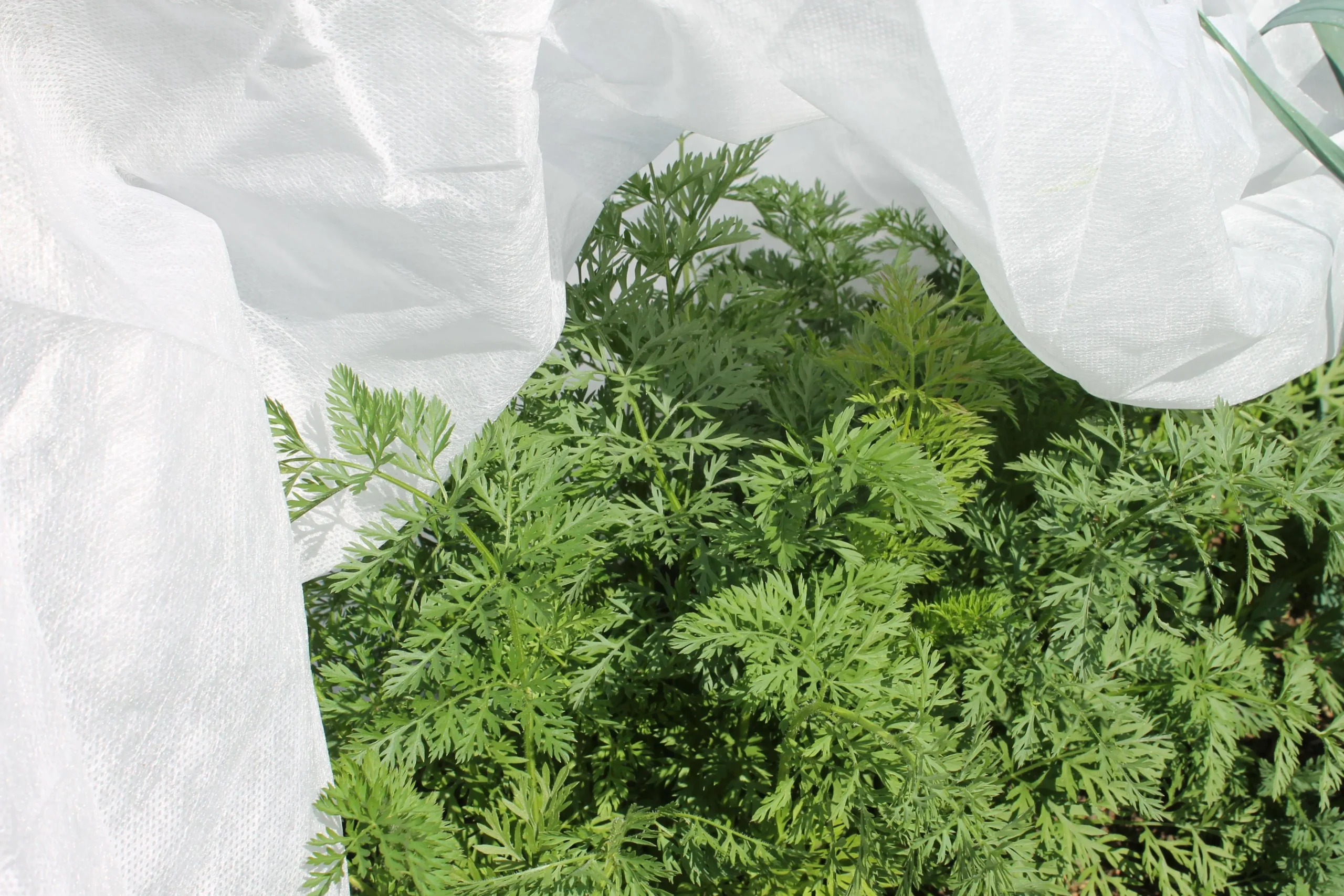 Gardening Naturally 30g Fleece Protection 2 X 5m - Plant Winter Fleece 3 Gardening Naturally 30g Fleece Protection 2 X 5m - Plant Winter Fleece