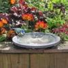 Aristotle Oasis Wildlife Bird Bath 2 Aristotle Oasis Wildlife Bird Bath -CHARA Garden Shop microsoftteams image 50 jpg
