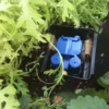 Automatic Plant Watering System Aquabox 1 Automatic Plant Watering System Aquabox -CHARA Garden Shop mini img 0616 jpg