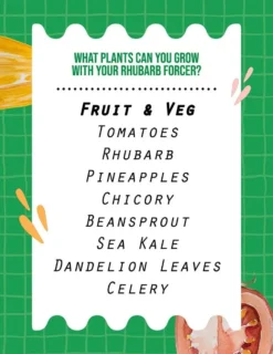 Rhubarb Forcer - Antique Terracotta Effect 15 Rhubarb Forcer - Antique Terracotta Effect -CHARA Garden Shop my project 10 jpg