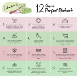 Rhubarb Forcer - Antique Terracotta Effect 14 Rhubarb Forcer - Antique Terracotta Effect -CHARA Garden Shop rhubar 2 jpg