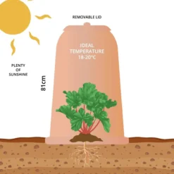 Rhubarb Forcer - Antique Terracotta Effect 13 Rhubarb Forcer - Antique Terracotta Effect -CHARA Garden Shop rhubarb forcer 2 01 jpg