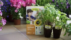 Sembra Kids Sunflower Garden Growing Kit -CHARA Garden Shop s0016 traditional garden games sembra life 3 jpg