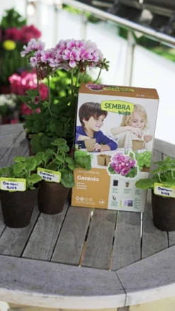 Sembra Kids Geraniums Gardening Kit For Children -CHARA Garden Shop sembra kids geranium pack with plants jpg