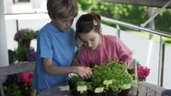 Sembra Kids Herbs Garden Growing Play Kit -CHARA Garden Shop sembra kids herbs pack with girl boy plants 1 jpg