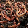 Tiger Worms For Wormery -CHARA Garden Shop tigerworms 2 jpg