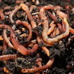 Tiger Worms For Wormery