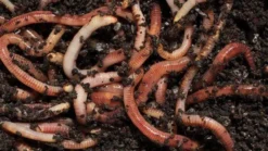 3 Tray Standard Tiger Rainbow Wormery Electric Red -CHARA Garden Shop worms 620x350 8 jpg